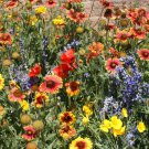 Dryland Wildflower Mix Seeds 200 21 Species Fresh Seeds Fast Shipping