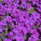 Purple Moss Verbena Seeds 300 Violet Flower Ground Cover Fresh Seeds Fast Shipping