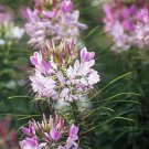 Cleome Spider Plant Flower Seeds 100 Pink White Blossoms Fresh Seeds Fast Shipping