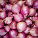 Red Creole Onion Seeds 200 Spicy Short Day Cajun Vegetable Fresh Seeds Fast Shipping