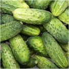 Smr58 Cucumber Seeds 50 Wisconsin Pickling Vegetable Fresh Seeds Fast Shipping