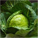 Early Round Dutch Cabbage Seeds 500 Vegetable Fresh Seeds Fast Shipping