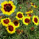 Coreopsis Seeds 300 Dwarf Plains Deer Resistant Fresh Seeds Fast Shipping