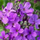 DameS Rocket Flower Seeds 500 Biennial Purple Flower Bees Fresh Seeds Fast Shipping