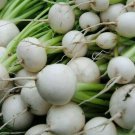 White Egg Turnip Seeds 1000 Vegetable Soup Stews Stir Fry Fresh Seeds Fast Shipping