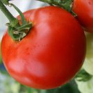Abe Lincoln Tomato Seeds 50 Indeterminate Vegetables Sauce Fresh Seeds Fast Shipping