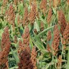 Rox Orange Syrup Cane Sorghum Seeds 50 Grain Broom Corn Fresh Seeds Fast Shipping