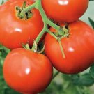 Manitoba Tomato Seeds 50 Determinate Short Season Vegetables Fresh Seeds Fast Shipping