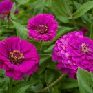 Purple Prince Zinnia Flower Seeds 100 Birds Bees Fresh Seeds Fast Shipping