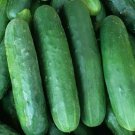 Poinsett 76 Cucumber Seeds 50 Vegetable Pickling Slicing Fresh Seeds Fast Shipping