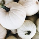 White Pumpkin Seeds 6 White Queen Halloween Ornamental Squash Fresh Seeds Fast Shipping
