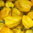 Lemon Habanero Hot Pepper Seeds 30 Hot & Spicy Salsa Sauce Fresh Seeds Fast Shipping