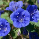 California Bluebell Flower Seeds 500 Phacelia Campanularia Fresh Seeds Fast Shipping