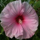 Rose Mallow Seeds 200 Lavetara Trimestris Mixed Colors Flowers Fresh Seeds Fast Shipping