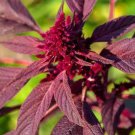 Amaranth Seeds 1000 Red Garnet Herb Micro-Greens Fresh Seeds Fast Shipping
