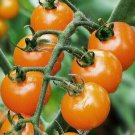 Orange Cherry Tomato Seeds 50 Sweet Vegetables Fresh Seeds Fast Shipping