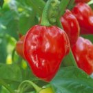 Red Habanero Pepper Seeds 30 Caribbean Hot And Spicy Fresh Seeds Fast Shipping