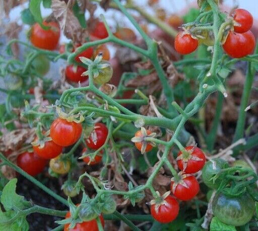 Tiny Tim Cherry Tomato Seeds 20 Dwarf Plant Great For Containers Fresh Seeds Fast Shipping