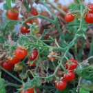 Tiny Tim Cherry Tomato Seeds 20 Dwarf Plant Great For Containers Fresh Seeds Fast Shipping