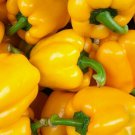 Yellow Bell Pepper Seeds 50 Golden California Wonder Sweet Pepper Fresh Seeds Fast Shipping