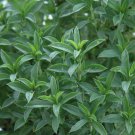 Summer Savory Seeds 500 Common Herb Fresh Seeds Fast Shipping