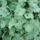 Premier Kale Seeds 500 Early Hanover Vegetable Green Salad Fresh Seeds Fast Shipping