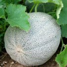 Iroquois Cantaloupe Seeds 50 Melon Fruit Summer Vine Fresh Seeds Fast Shipping