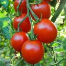 Sweetie Cherry Tomato Seeds 100 Vegetables Sauce Salad Fresh Seeds Fast Shipping