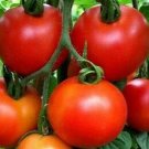 Moneymaker Tomato Seeds 100 Indeterminate Vegetable Sauce Fresh Seeds Fast Shipping