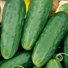 Homemade Pickles Cucumber Seeds 50 Vegetable Pickling Fresh Seeds Fast Shipping