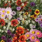 Hummingbird Butterfly Wildflower Seed Mix 200 Zinnia Aster Fresh Seeds Fast Shipping