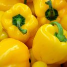 Yellow Bell Pepper Seeds 30 Canary Bell Pepper Fresh Seeds Fast Shipping