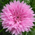 Pink Cornflower Seeds 200 Tall Pink Bachelor Button Wildflower Fresh Seeds Fast Shipping