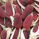 Strawberry Corn Seeds 30 Vegetable Ornamental Fresh Seeds Fast Shipping
