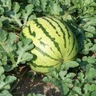 Dixie Queen Watermelon Seeds 20 Fruit Avg Wt 30-50 Lbs Fresh Seeds Fast Shipping