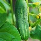 Cucumber Seeds 50 Ashley Cucumber Hot Weather Vegetable Fresh Seeds Fast Shipping