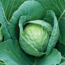 Cabbage Seeds 300 All Seasons Cabbage Vegetable Fresh Seeds Fast Shipping