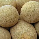Honeyrock Cantaloupe Seeds 50 Summer Vine Fruit Melons Fresh Seeds Fast Shipping