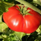 Beefsteak Tomato Seeds 100 Vegetables Sauce Salad Sandwich Fresh Seeds Fast Shipping