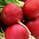 German Giant Radish Seeds 200 Vegetables Fresh Seeds Fast Shipping
