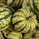 Sweet Dumpling Squash Seeds 20 Winter Squash Vegetables Fresh Seeds Fast Shipping