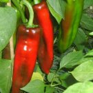 Marconi Pepper Seeds 30 Seeds Rare Sweet Pepper Italian Cuisine Fresh Seeds Fast Shipping