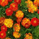 Marigold Seeds 100 Sparky Mix Flower S Orange Yellow Fresh Seeds Fast Shipping