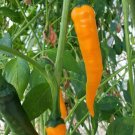 Orange Cayenne Pepper Seeds 30 Seeds Rare Spicy Hot Pepper Salsa Fresh Seeds Fast Shipping