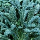 Lacinato Kale Seeds 300 Dinosaur Kale Vegetable Greens Salad Fresh Seeds Fast Shipping