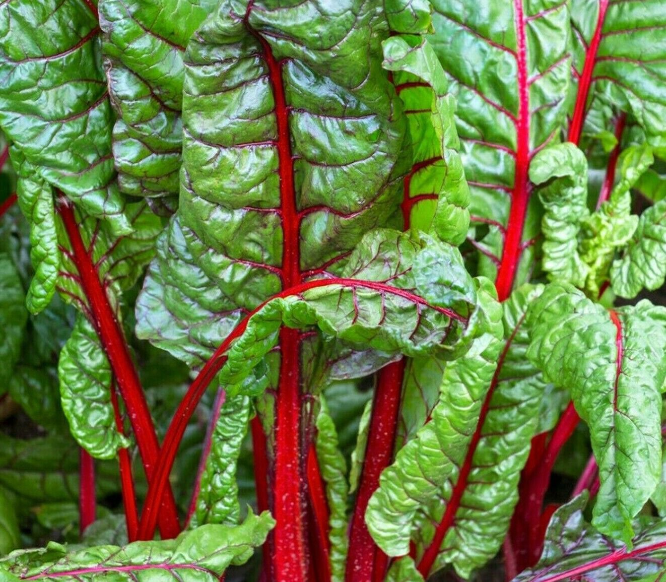 Ruby Red Swiss Chard Seeds 100 Heat Tolerant Salad Greens Fresh Seeds Fast Shipping