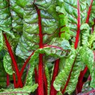 Ruby Red Swiss Chard Seeds 100 Heat Tolerant Salad Greens Fresh Seeds Fast Shipping