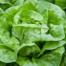 Lettuce Seeds 500 White Boston Butterhead Lettuce Salad Fresh Seeds Fast Shipping