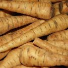 Parsnip Seeds 200 Harris Early Model Vegetable Fresh Seeds Fast Shipping
