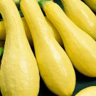 Summer Squash Seeds 30 Early Prolific Straightneck Vegetable Fresh Seeds Fast Shipping